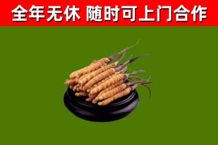 永川烟酒回收冬虫夏草.jpg